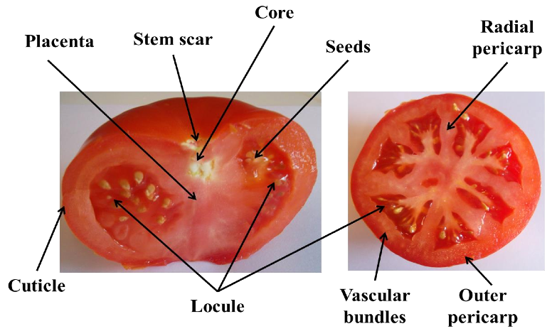 西红柿的剖面图