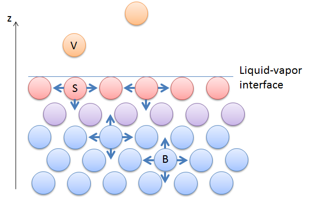 描述与蒸气相互作用的液体中表面张力的图。
