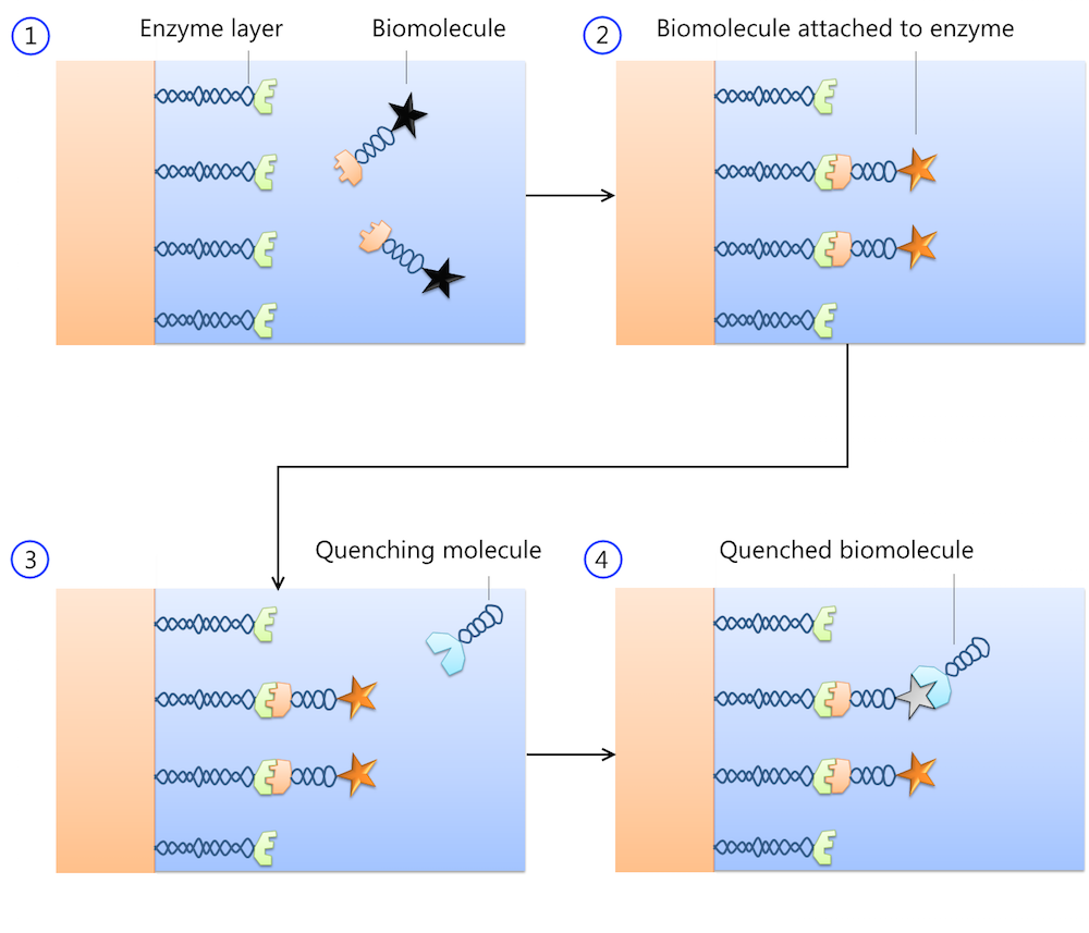 生物分子酶相互作用四部曲。
