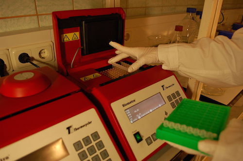 PCR试管试管放入循环仪中中。