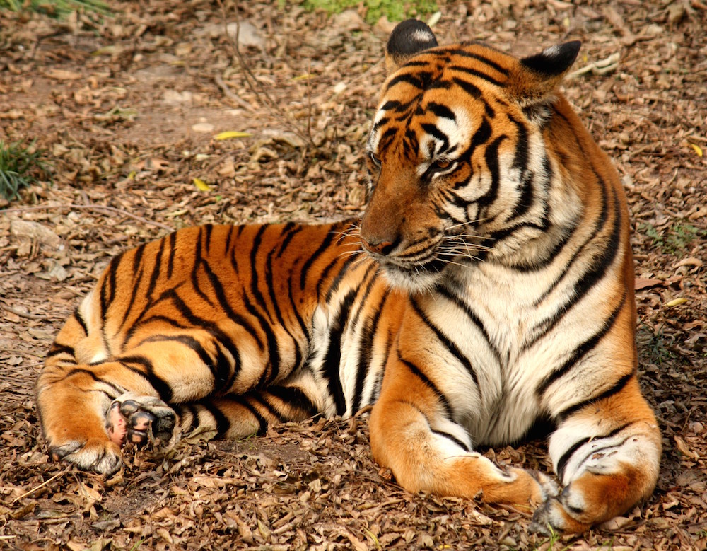 如图，老虎老虎的可以图灵形态发生理论。。