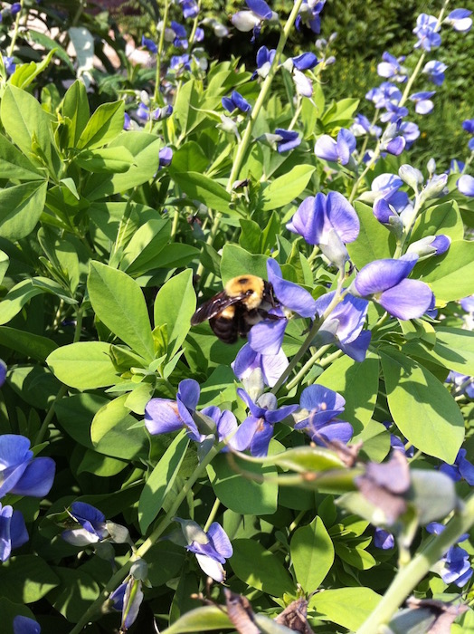 蜜蜂蜜蜂在花朵的照片照片