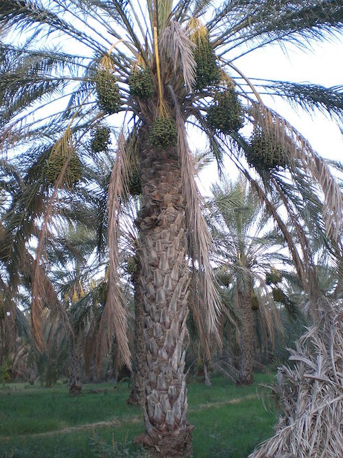 椰枣树的照片
