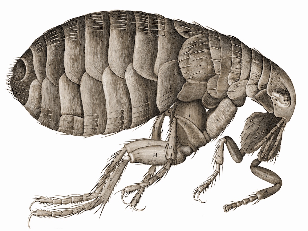 罗伯特·胡克（Robert Hooke）绘制的跳蚤的详细说明。
