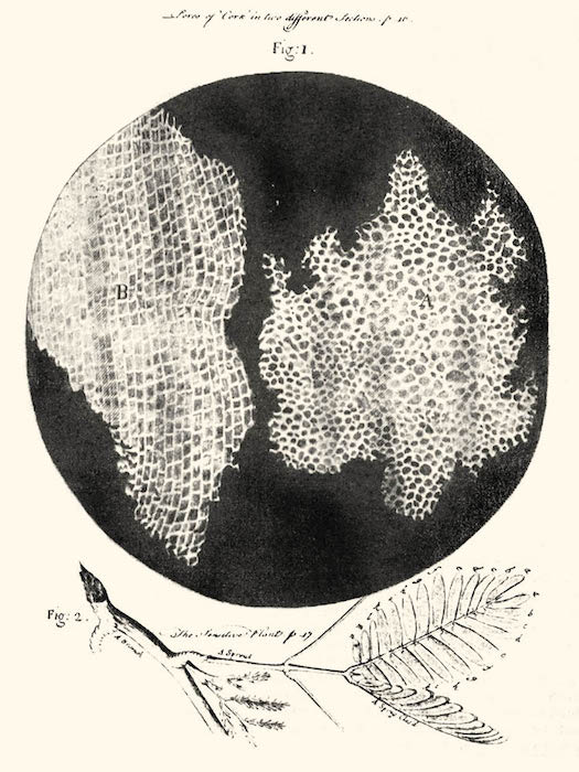 罗伯特·胡克（Robert Hooke）撰写的《 Micrographia》一书中的细胞的插图。
