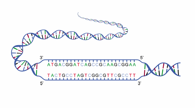 DNA链链结构图示图示。