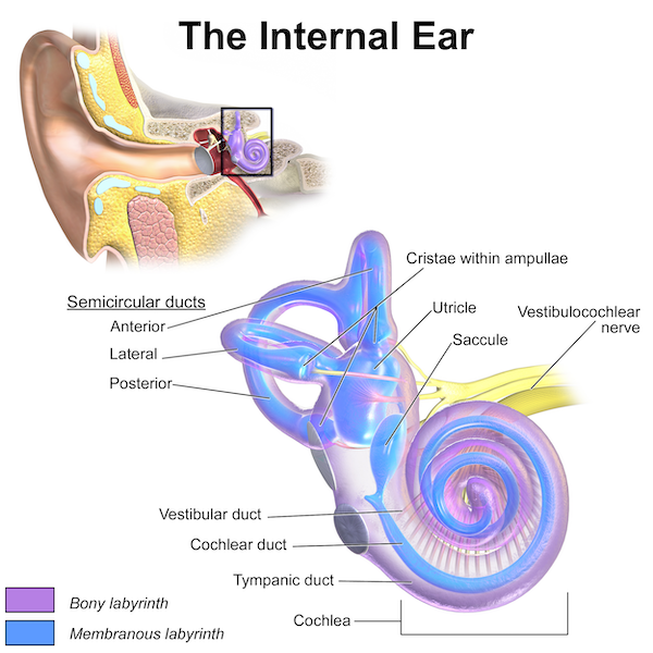 图形显示人内耳的解剖结构。