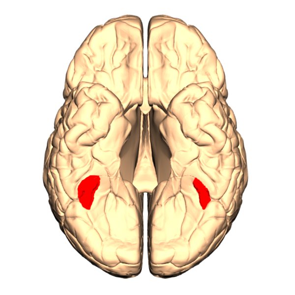 人类大脑的示意图，其面部面积为红色。