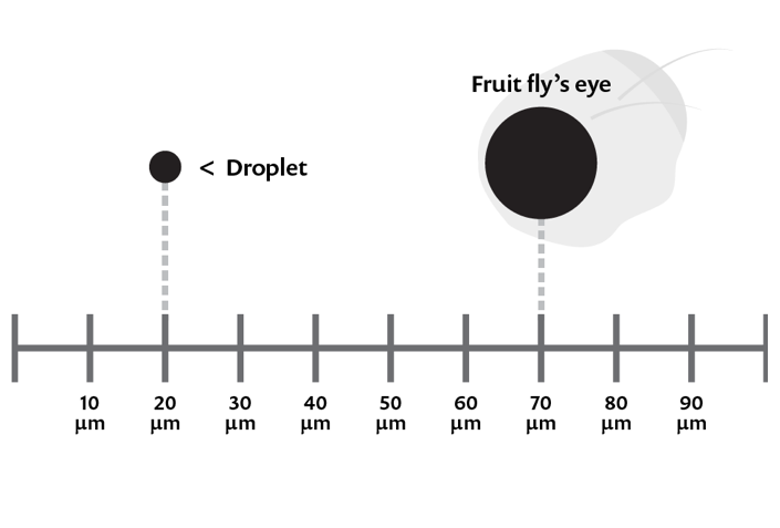 尺寸图的例证，将20微米的气溶胶和液滴的大小与70微米的果蝇的眼睛进行了比较。