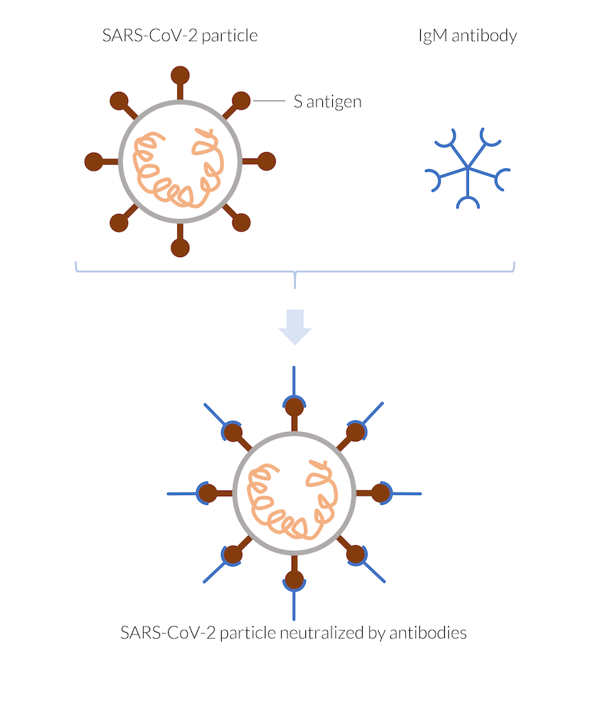 sars-cov-2颗粒图形图形图形图形图形图形图形抗体然后它们
