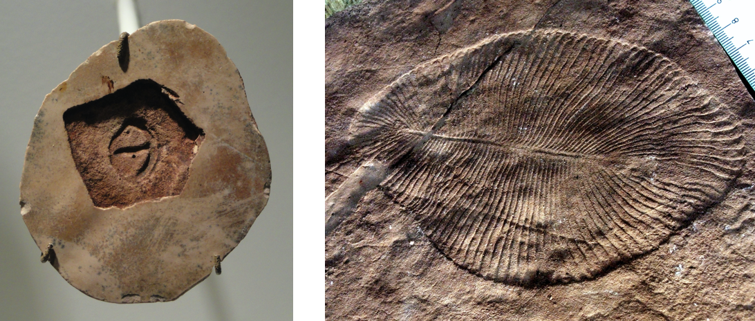 parvancorina化石左左）dickinsonia化石化石化石的）