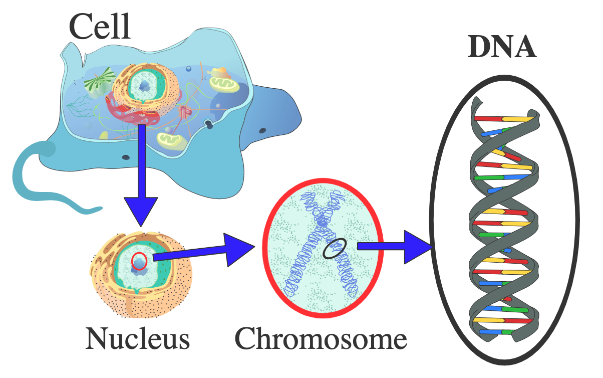 真核细胞中的核，染色体和DNA的图。