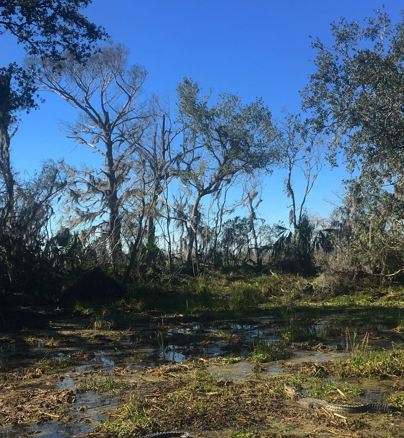 新奥尔良沼泽的图像，右下角的鳄鱼散鳄鱼。