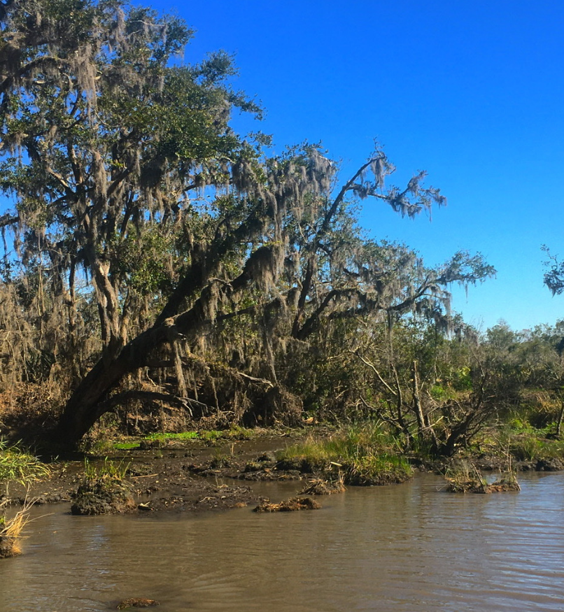 新奥尔良的沼泽，图像左侧有一棵大苔藓树。